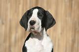 DOGUE ALLEMAND 619